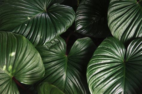 photo green leaf plant botanic growth texture   jooinn
