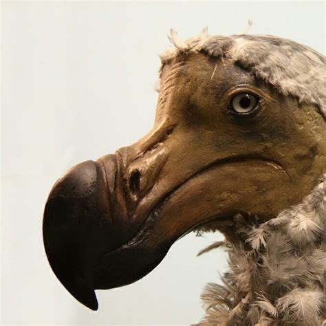 dodo bird gaming youtube