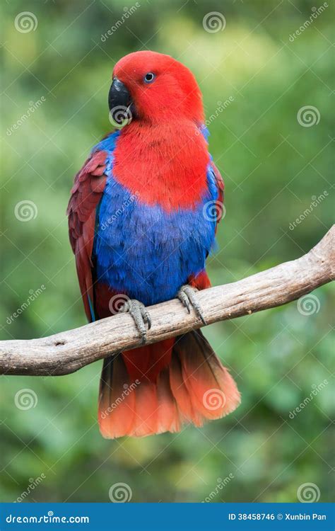 parrot bird stock photo image  beautiful jungle life