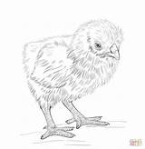 Coloring Pages Chicken Baby Hen Chick Chic Kids Nugget Printable Chicks Colouring Color Print Drawing Cute Getcolorings Sheets Nuggets sketch template