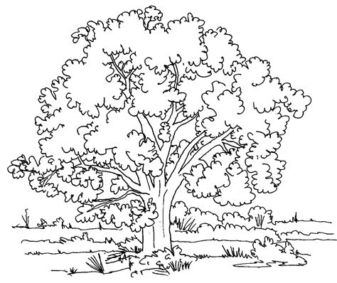 printable tree coloring pages  kids