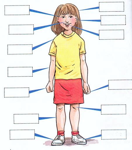 parts   body explained  children body  organs ks homework