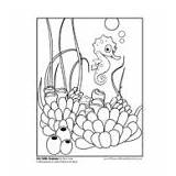 Seahorse Little Coloring sketch template
