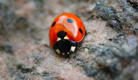 Free Images Branch Insect Fauna Ladybird