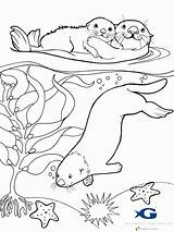 Otter Coloring Pages Sea Otters River Colouring Baby Printable Outline Sheets Drawing Animal Print Color Google Detailed Line Pokemon Search sketch template