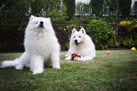 popular large white dog breeds  big white dogs large dog