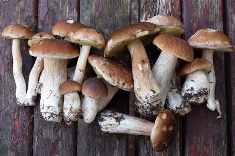 edible mushrooms  eat porcini mushroomsitalian feelings