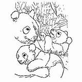 Cub Little Drawing sketch template