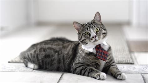 cat wearing  tie wallpapers  images wallpapers pictures