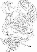 Rosa Sundowner Grandiflora Rosen Ausmalbild sketch template