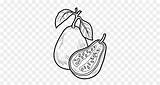 Jambu Biji Mewarnai Buah Sketsa Terkeren Pohon Guava sketch template