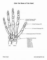 Hand Coloring Bones Features Bony Anatomy Sponsors Wonderful Support Please Exploringnature Skeletal System sketch template