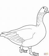 Coloring Goose Pages Geese Printable Drawing Comments Categories sketch template