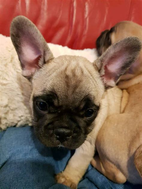 frenchies  sale  toxteth merseyside gumtree