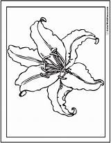 Coloring Lily Pages Printable Name Printables Pdf Template Colorwithfuzzy sketch template