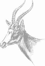 Blesbuck Yellow Blesbok Scientific Name sketch template