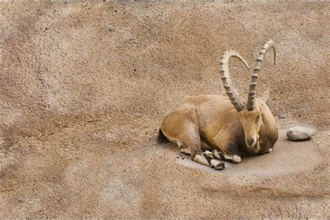 ibex  nubia israel