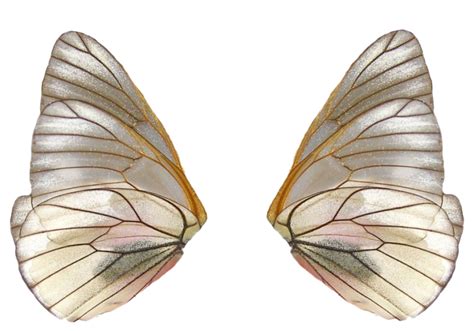 realistic fairy wings png transparent image png arts images