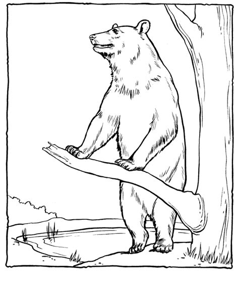 black bear coloring pages coloring home