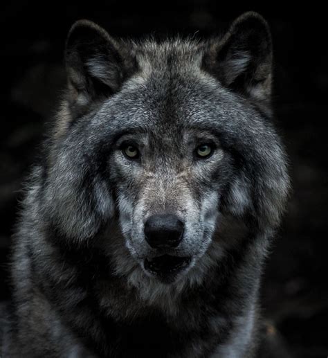 wolf shadow wallpapers wallpaper cave
