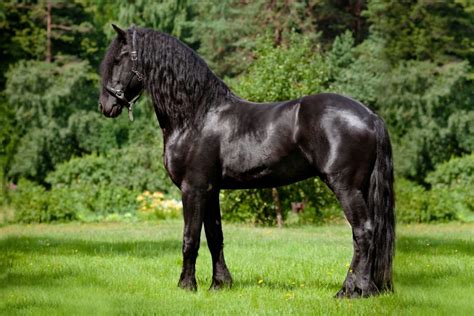 black horse names males geldings stallions  mares