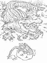 Coloring Printable Pages Animal Choose Board Crocodile sketch template