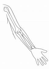 Bones Arm Sketch Drawing Anatomy Getdrawings Sketches Paintingvalley sketch template