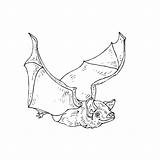 Coloring Bat Kids Bats Flying Printable Pages sketch template