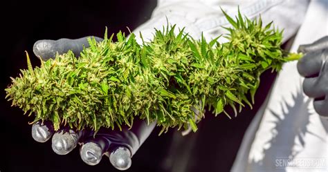 wie maximiert man den ertrag einer cannabis pflanze sensi seeds
