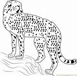 Cheetah Coloringpages101 sketch template