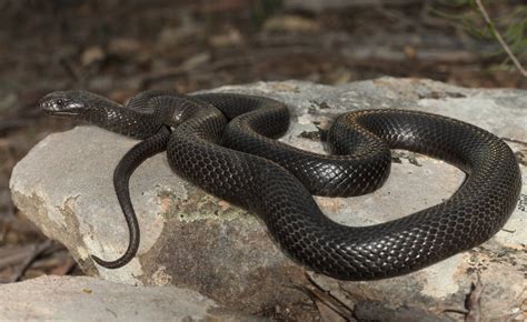 black snake called snake poin