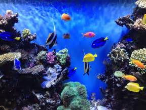 Aquarium Backgrounds Download Free HD Wallpapers, Backgrounds 
