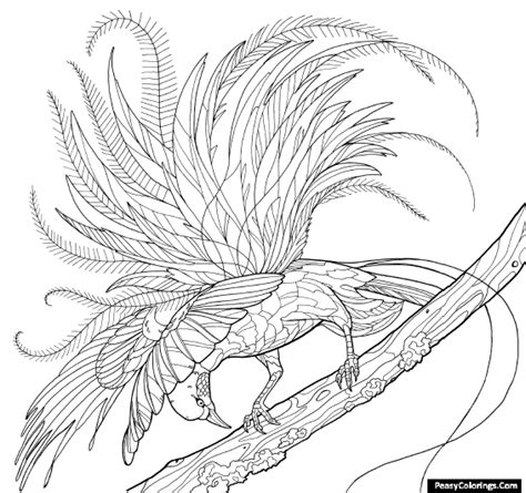 birds  paradise   branch coloring pages easy peasy colorings