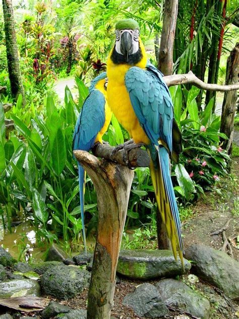 bird pictures blue and yellow macaw ara ararauna by htop
