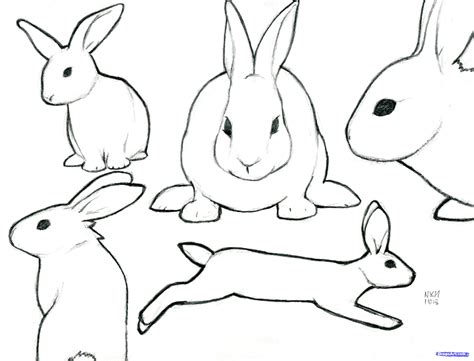 bunny outline drawn rabbit template pencil   color drawn jpg