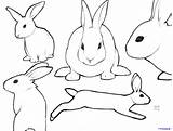 Bunny Rabbit Outline Drawing Clipart Sketch Face Line Simple Easter Pro Clip Cartoon Rabbits Drawings Peter Template Printable Hase Paintingvalley sketch template