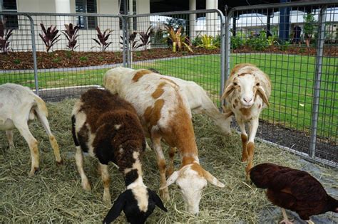 animal farm  ipswich race track barnyard babies mobile animal farm brisbane