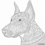 Doberman Coloring Pinscher Pages Dog Zentangle Stylized Background Adult Etsy National Pinchers Stress Para Mandala Colorear Animal Mandalas Doodle Printable sketch template