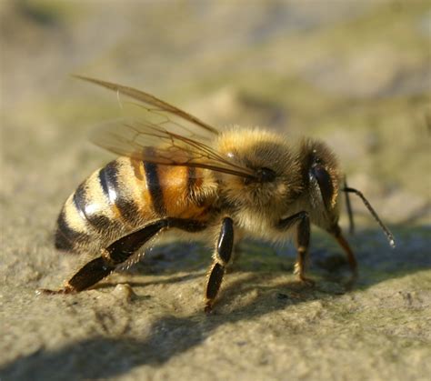 bees  natural selections