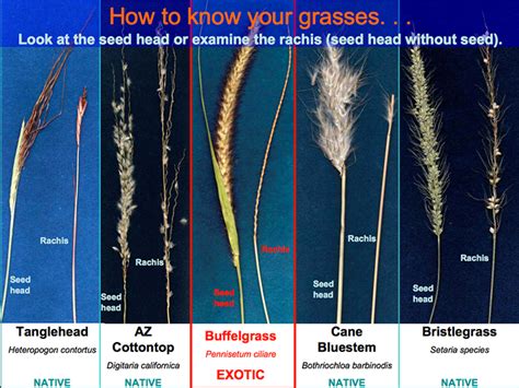 learn about buffelgrass biology history identification and control