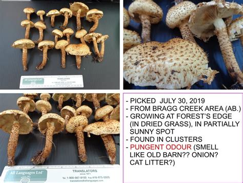 Need Your Help Identifying 4 Types Of Mushrooms Are They Edible Good