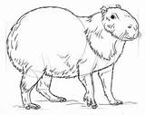Capybara Downloadable Jak Rainforest Kits sketch template