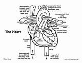 Heart Coloring Anatomy Pages Human Printable Blood Flow Diagram Body Through Veins Lungs Kids Organs Key System Arteries Book Labeled sketch template