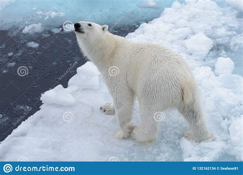Wild Polar Bear On Pack Ice In Arctic Sea From Top Stock