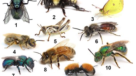 can you pick the bees out of this insect lineup the new york times