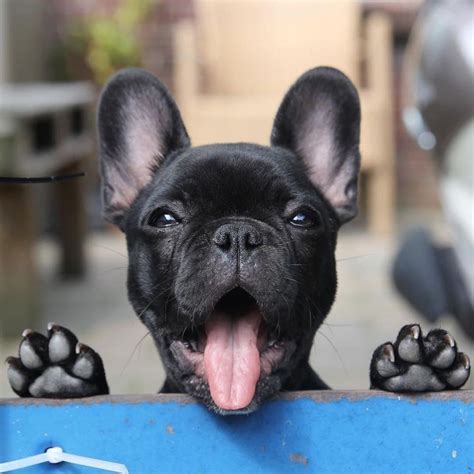 ready  monday black french bulldogs cute french bulldog french bulldog puppies cute dogs