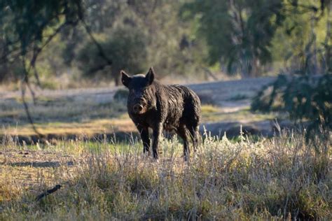 hundreds  feral pigs caught  killed  australias largest hunting