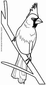Cardinal Coloring Pages Bird Birds Eating Kids sketch template