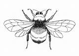 Bee Bumble Outline Clipart Drawing Coloring Bumblebee Clip Library sketch template