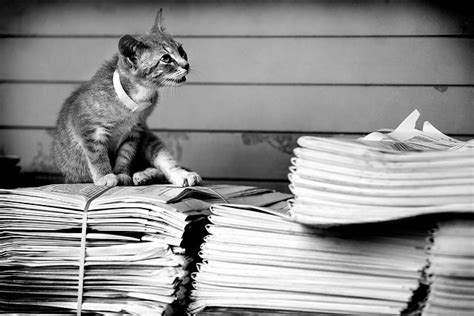 newspaper cat blogads